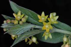 Vincetoxicum hirundinaria